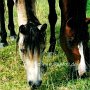 American_Bashkir Curly_Horse_1_(17)